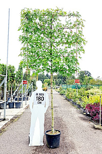 180ST, 12-14, CONT, LEI 150x180