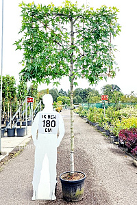 180ST, 14-16, CONT, LEI 150x120