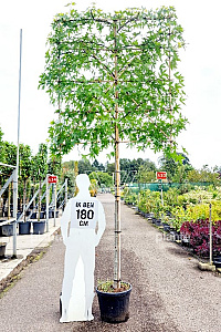 180ST, 14-16, CONT, LEI 150x180