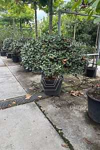 125-150, CONT, MRSTAM, PARASOL