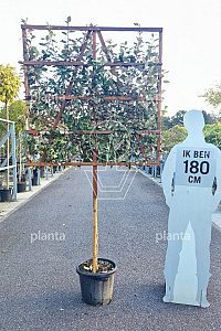 100ST, CONT, LEI 120x120