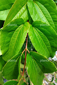 250-300, CONT, MRSTAM