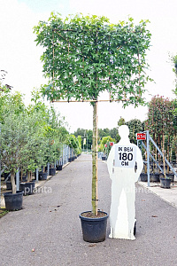 180ST, 10-12, CONT, LEI 150x120