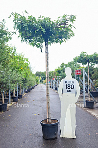  12-14, CONT, DAK 120