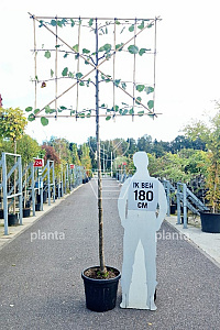 190ST, 12-14, CONT, LEI 150x120