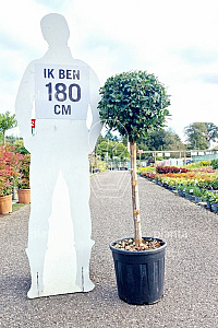 HALFST, CONT, BOL 45-50