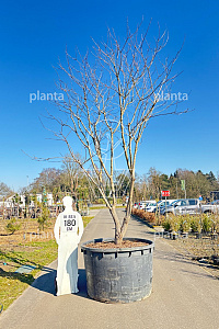 400-450, CONT, MRSTAM, SOL