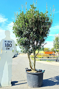 150-175, CONT, MRSTAM