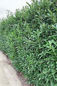 180ST, 10-12, CONT, LEI 150x120