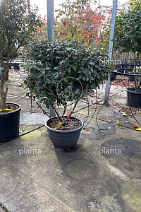  80-100, CONT, MRSTAM, PARASOL