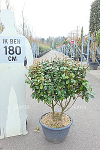  80-100, CONT, MRSTAM, PARASOL