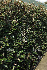 180ST, 10-12, CONT, LEI 120x120