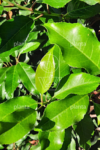 180ST, 10-12, CONT, LEI 120x120