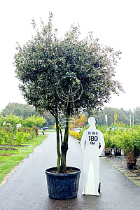 300-350, CONT, MRSTAM, PARASOL