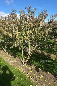 200-250, DR, MRSTAM, SOL