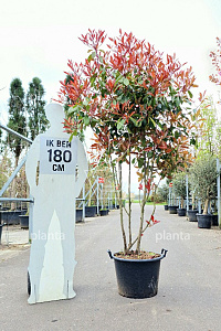 150-175, CONT, MRSTAM
