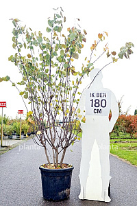 175-200, CONT, MRSTAM