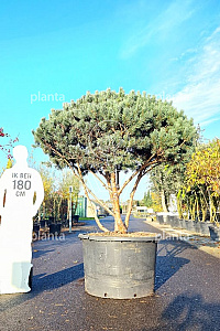 150-175, CONT, MRSTAM, PARASOL