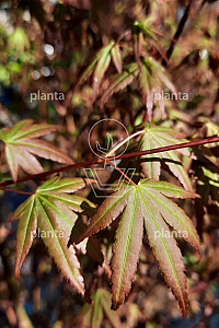 150-175, CONT, MRSTAM