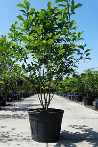 175-200, CONT, MRSTAM