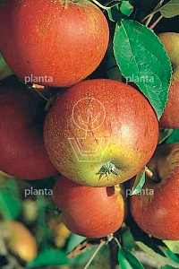  50ST, 10-12, DR, LEI 150X150, 5 ETA, MJR