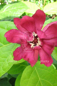150-175, DR