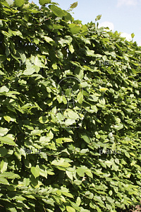  10-12, W, LEI 150x120