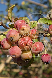  10-12, W, LEI 150x120