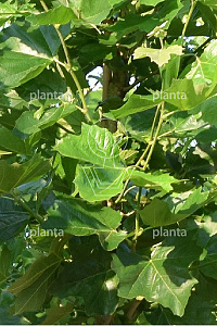 240ST, 20-25, DR, DAK KRUIS