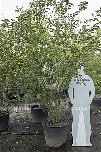 200-250, CONT, MRSTAM