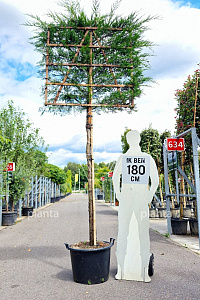 170ST, 14-16, CONT, LEI 120x120