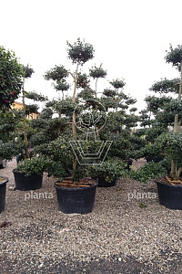 250-300, CONT, BONSAI