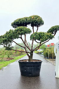 175-200, CONT, BONSAI