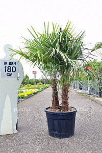 150-175, CONT, MRSTAM