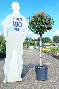 HALFST, C20, BOL 40-50
