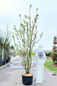 200-250, CONT, MRSTAM