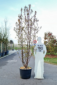 200-250, CONT, MRSTAM