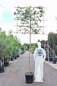 190ST, 10-12, CONT, LEI 150x120