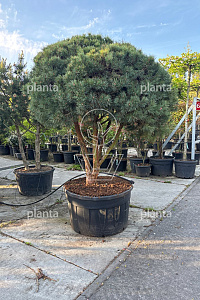 200-250, CONT, MRSTAM, PARASOL