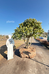 200-250, DR, MRSTAM, SOL