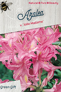 125-150, CONT, MRSTAM