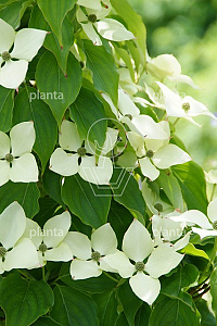 150-175, CONT, MRSTAM