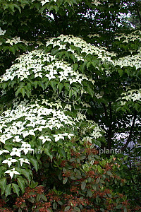 150-175, CONT, MRSTAM