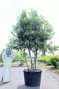 200-250, CONT, MRSTAM, SOL