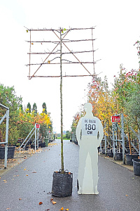 200ST, 10-12, CONT, LEI 150x120