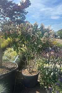 125-150, CONT, MRSTAM