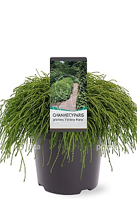  30- 40, C5         