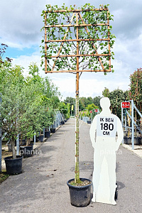 200ST, 12-14, CONT, LEI 120x120