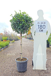 HALFST, C30, BOL 50-60 