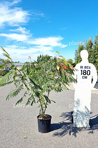 125-150, CONT, MRSTAM